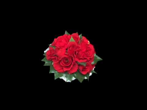 夜と朝の間に              ピーター    (  cover  norinori  )