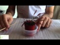 Planta carnívora drosera: cuidados básicos