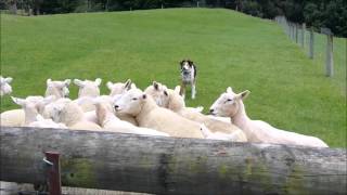 New Zealand Sheep Farm   Pete the dog