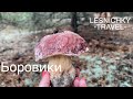 Белые грибы 2021. БОРОВИКИ в Рівненській області.