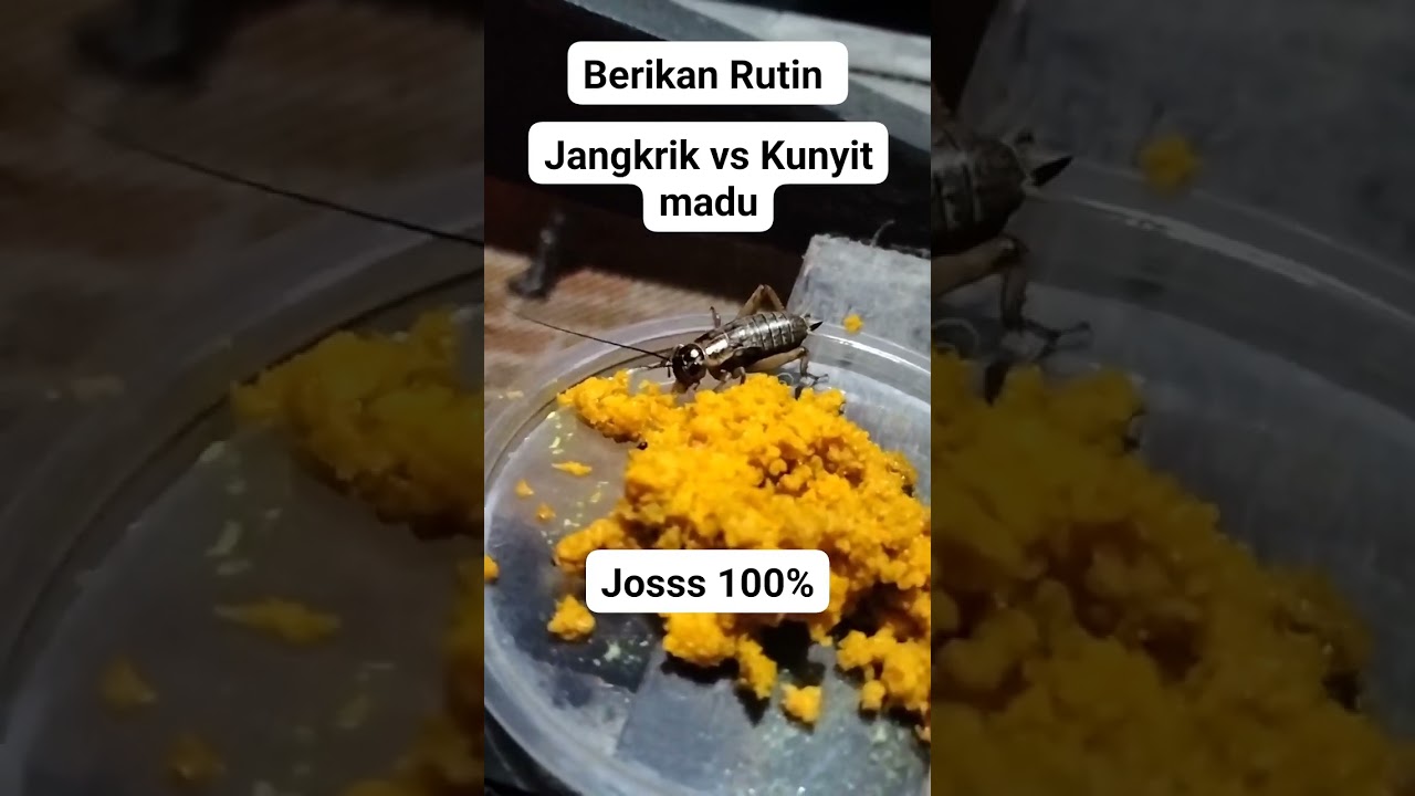 ramuan bikin murai gacor