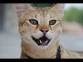 F1 Chausie