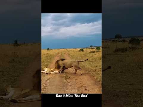 Male Lion Wakes Up The Sleeping Lioness #viralshorts #viralytshorts #shorts #animalshorts #wildlife