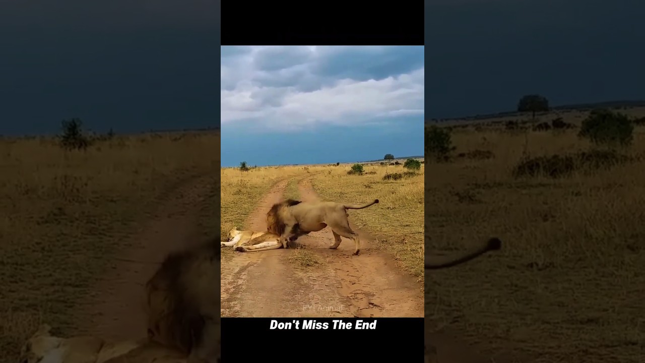 Самец льва будит спящую львицу 