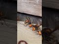 Giant hornets rush into the trap #gianthornet #hornets #invasivespecies #northerngianthornet