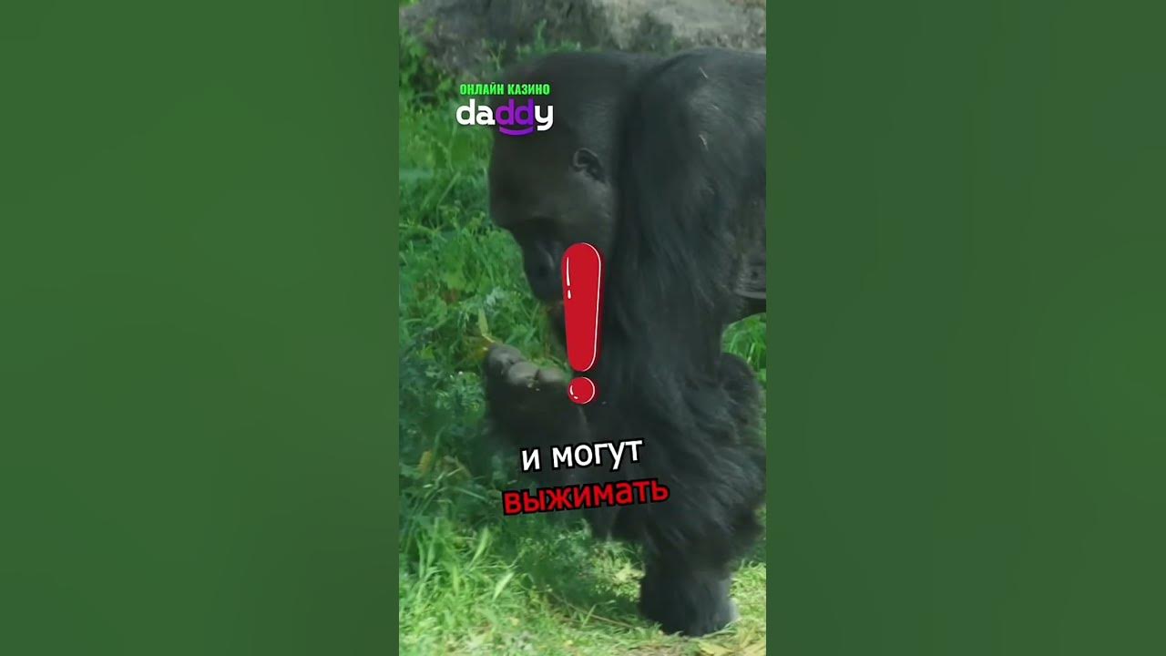 факт о горил - YouTube