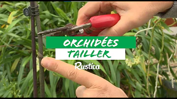 Quand et comment tailler une orchidée ?