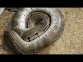 Big, Massive Pinstripe Ball Python 🐍🔥 | Absolute Unit!