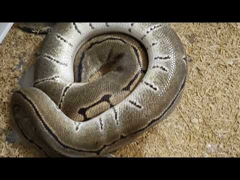 Big, Massive Pinstripe Ball Python 🐍🔥 | Absolute Unit!