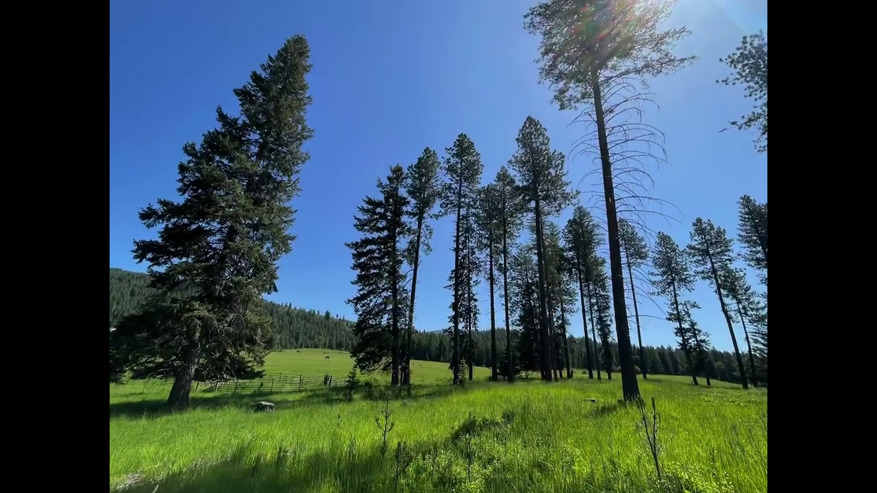 331 Koshney Rd. St. Maries Idaho!