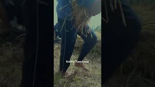 aku gorwong deso iki gaweyan ku iki yo seng tak pangan