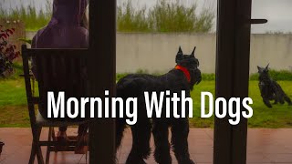 Morning With Dogs ✨ Real Time Background Piano Music For Study, Reading & Relax