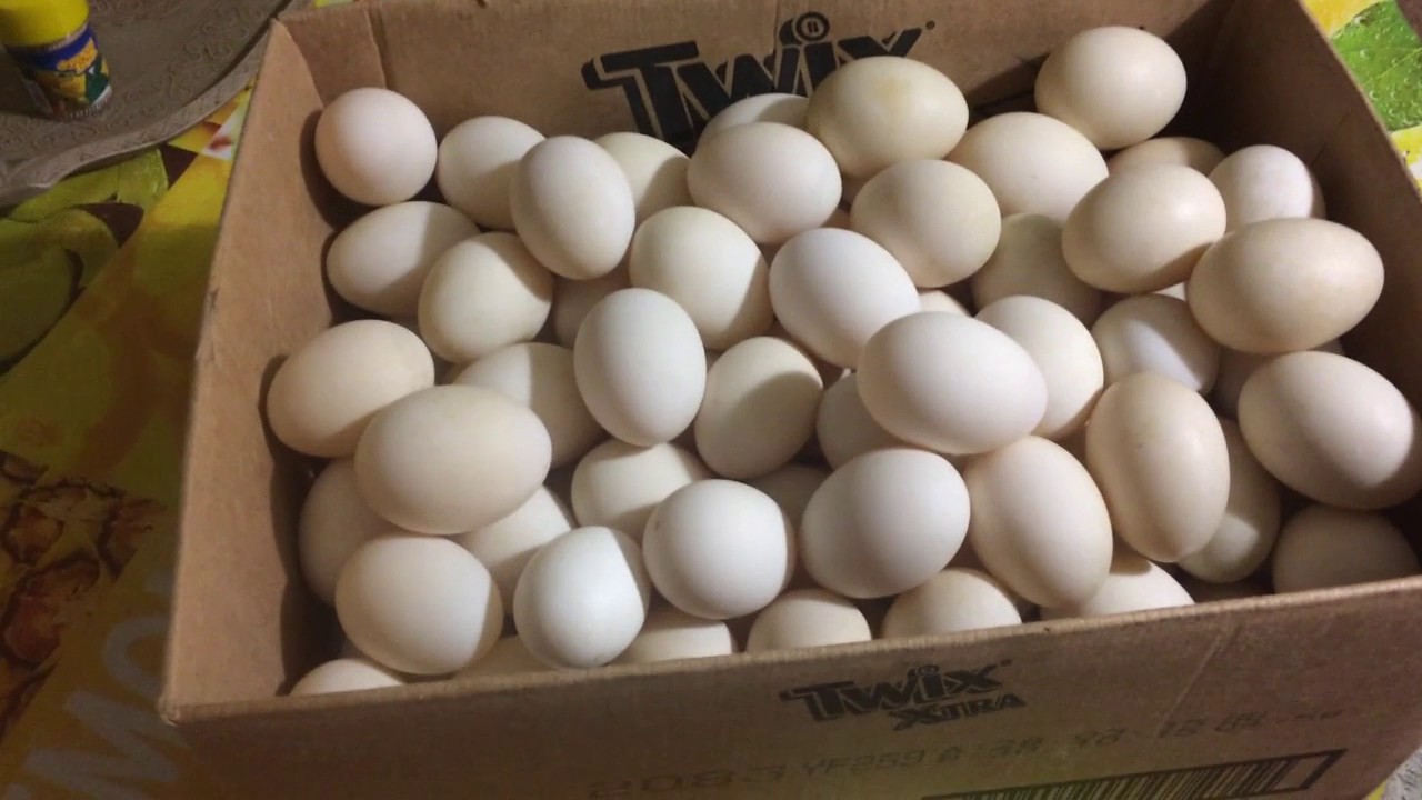 Купить яйцо мускусной. Инкубационные яйца гусиные Утиные. Инкубационное яйцо муларда. Инкубационное яйцо индоутки. Инкубационное яйцо мускусной утки.