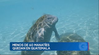 Manatíes se encuentran en peligro grave de extinción en Guatemala