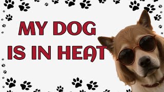 🐾 My dog ​​is in heat by Paws and Purrs 11 views 5 days ago 4 minutes, 45 seconds