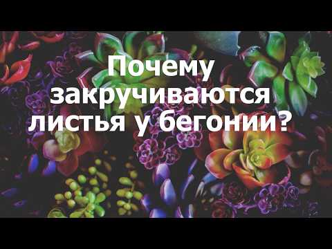 Почему закручиваются листья у бегонии?