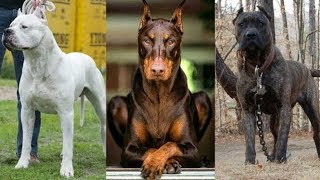 In welchen Ländern sind Kampfhunde verboten?