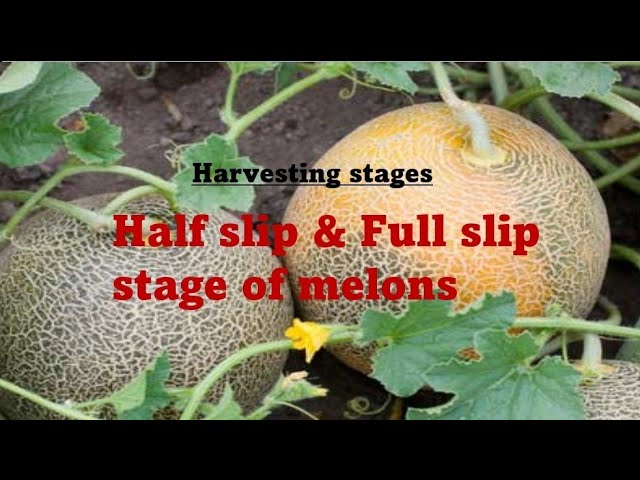 Harvesting Stages: Half slip and Full slip stage of melons #B.Sc