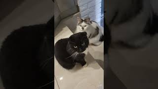 Дві кішки у домі, домашні тварини, відео про котів