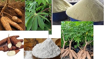 How To Make Cassava starch and Gari at Home