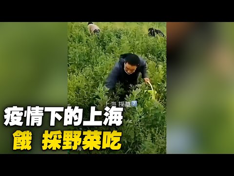 疫情下的上海，垃圾桶裡撿菜吃；上海居委會把菜扔了不給居民，叫他們團購居民聚集抗議；居民分享食物；上海團購的58元的蔬菜 雜草一堆；採野菜吃【 #大陸民生 】| #大紀元新聞網