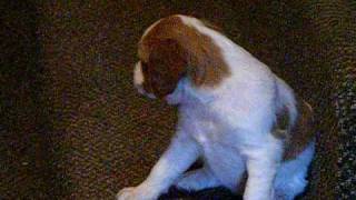 2010 Puppies 061910 016.AVI by Rosebud64 88 views 13 years ago 5 minutes, 9 seconds