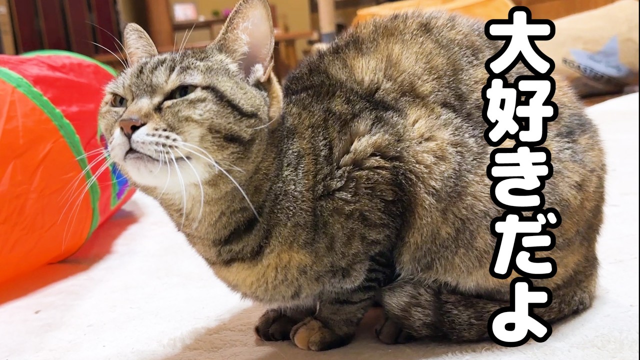 猫*ヨ様 茶色うんぴさん（手作り・サイン付き） 朝から甘えん坊な猫が後輩猫に見せた大好きサイン - YouTube