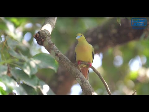 A Symphony of Sustainability, a film on Biodiversity by NTPC Bongaigaon