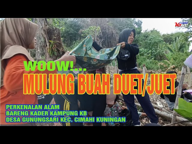 Serunya Mulung buah duet/Juet rasanya manis kesat di kampung halaman bikin baper orang kota class=