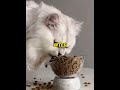Gourmet Cat King's Growth Record