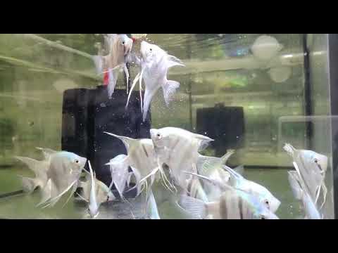 Angelfish