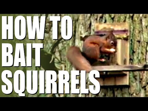 How to Catch a Squirrel with Traps & Baits - The Best Way!