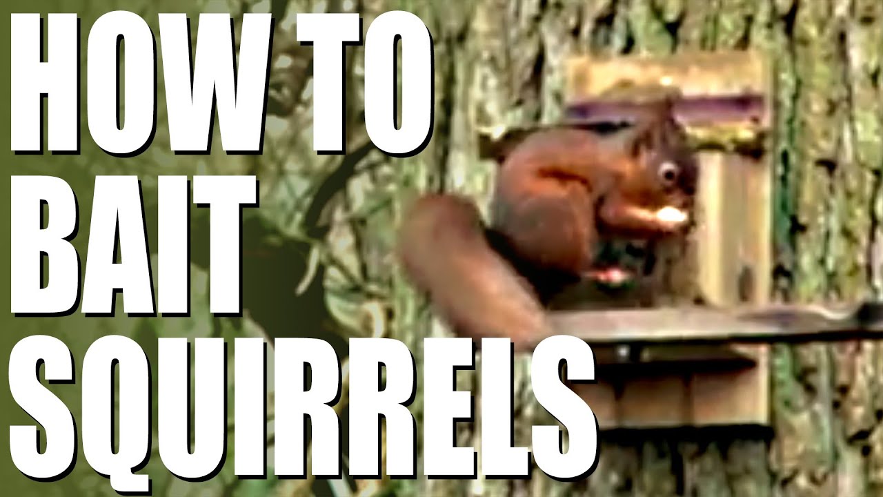 Top 5 Best Squirrel Baits (2024)