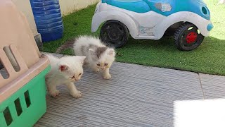 White Kitten Is Getting Crazy To Go Out On The Road And Ignoring Cat Silky's Instructions