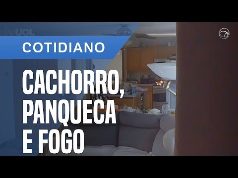 Vídeo: Cachorro Tenta Roubar Panquecas Do Fogão, Acidentalmente Inicia Um Incêndio Na Cozinha