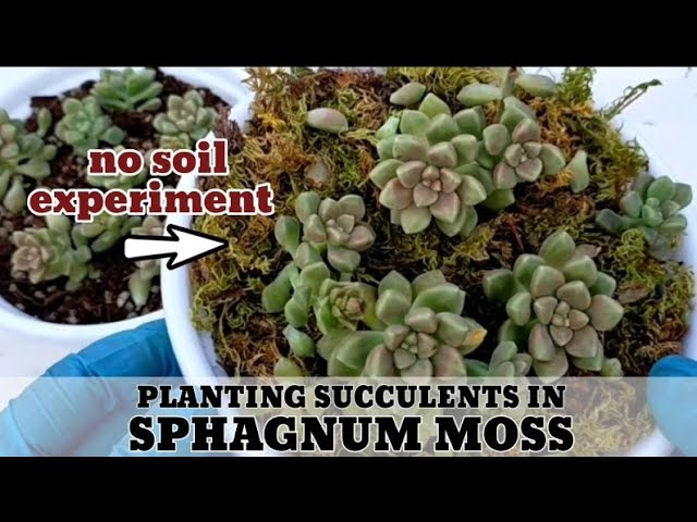 SPHAGNUM MOSS vs PEAT MOSS? Grow Your Rare Houseplants Correctly