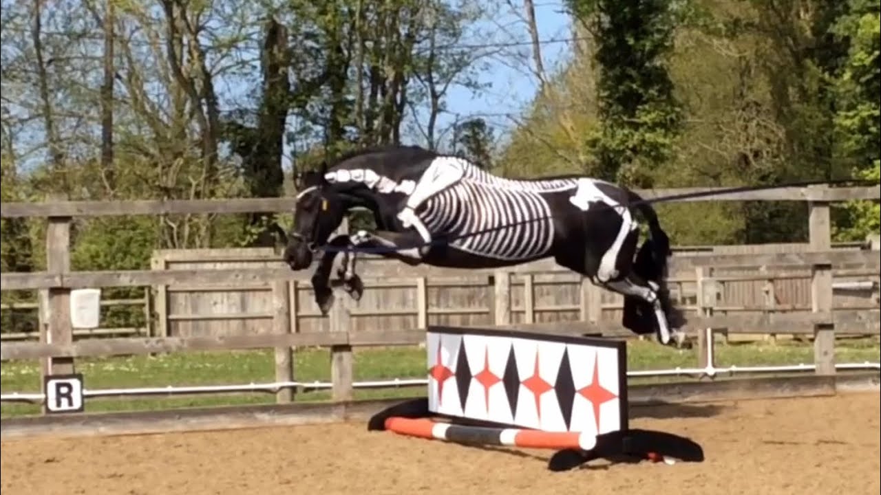 Live Painted Horse The Skeletal Anatomy YouTube