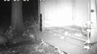 Testing of a four line, pos/neg electric fence system. 4 lines of electric fence wire strung across a baited open box. Night time footage 