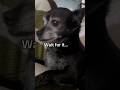 Wake up call at my mom’s #dogshorts #funnyanimals #comedyreels