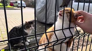 Street Cats by Vancat Umut 89 views 1 month ago 37 seconds