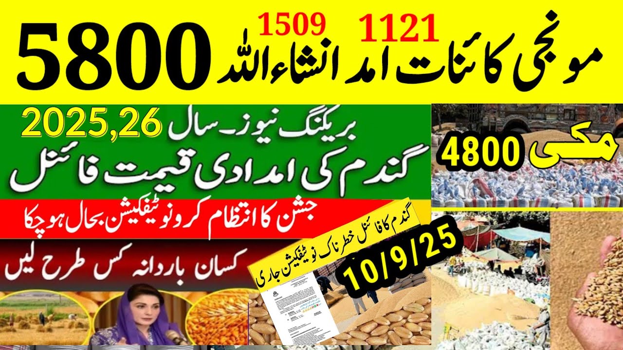 1509 DHAN ka rate today dhan25|1509 rate today| munji rate today| Makki rate today|gundam rate today