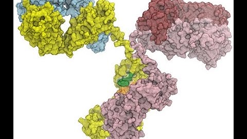 Multi Template Modeling and Editing in MolSoft