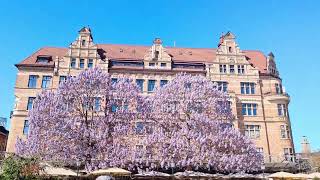 Lilla Torg - worth a visit all year round - restaurants and bars - Malmø - Sweden - april 25
