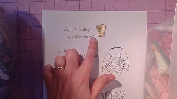 Index Fossils Video