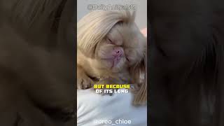 Pekingese l One Of The Laziest Dog Breeds In The World