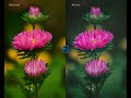 Photoshop Editing : Soft Matte effect on Flower photography