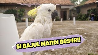 Si Bajul M4ndi besar!! #kakaktua