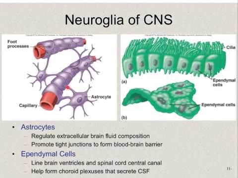 Neurons and Neuroglia