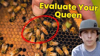 Beekeeping | Evaluating Your Queen