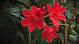 Video Background Stock Footage Free ( Water drops fall on red flowers in slow motion )